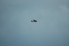 dsc_8791.jpg, 2008.06.06 17:12:02 dsc_8791.jpg