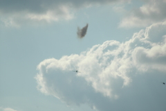 dsc_8845.jpg, 2008.06.06 17:20:37 dsc_8845.jpg